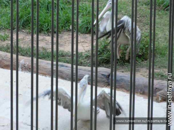 photo 32627