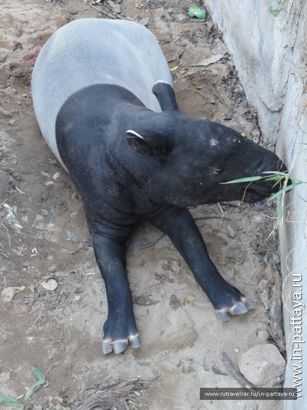 photo 32636