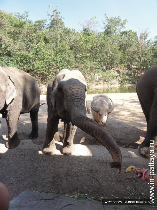 photo 32639