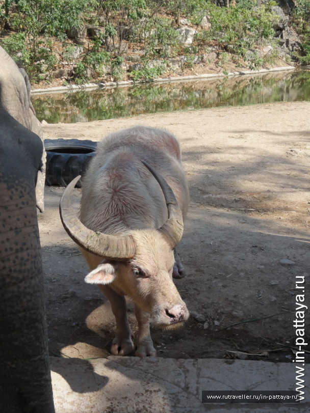 photo 32642