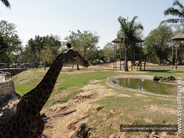photo 32671