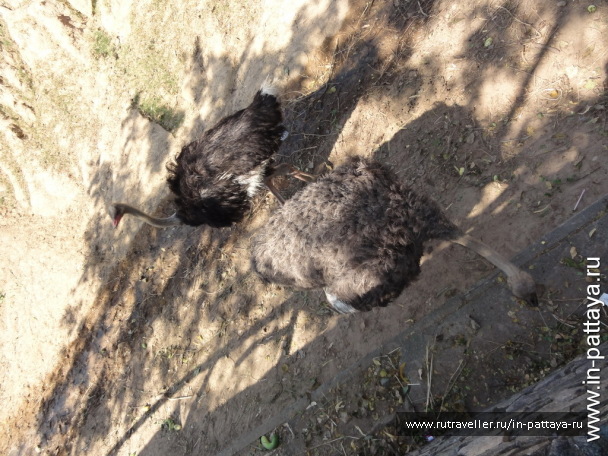 photo 32673