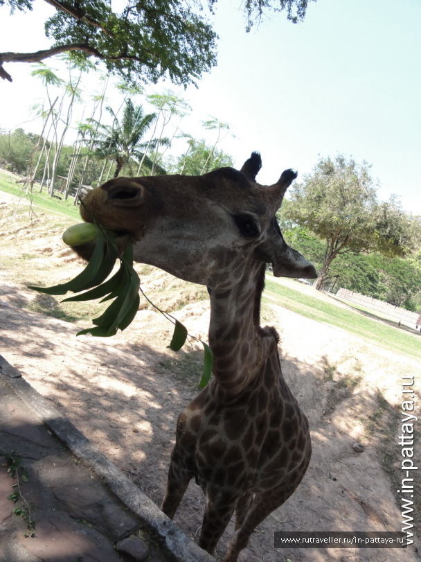 photo 32682