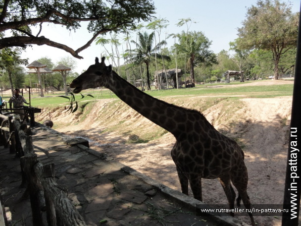 photo 32684