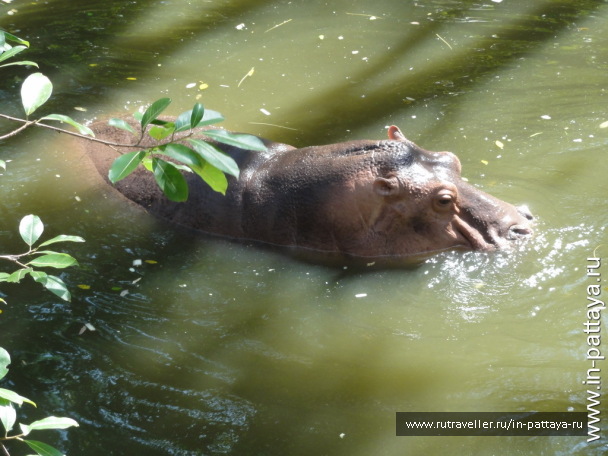 photo 32692