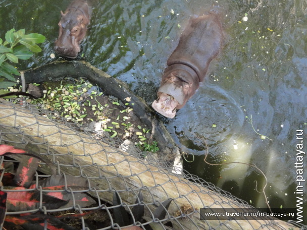 photo 32693