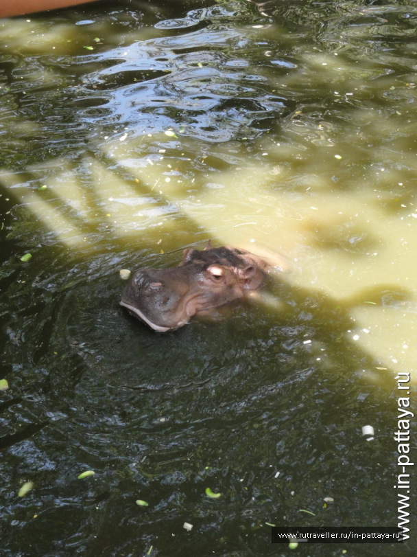 photo 32694