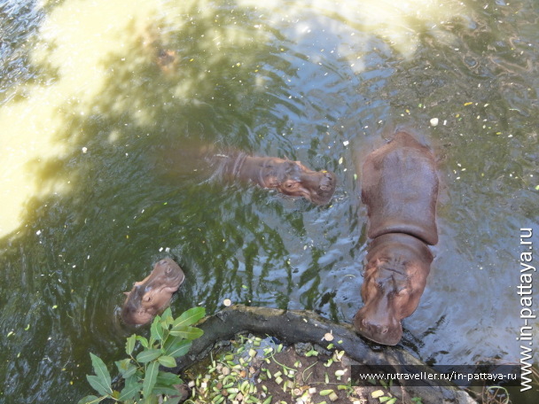 photo 32695