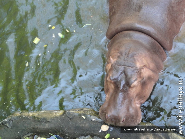 photo 32697