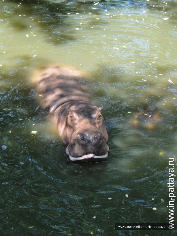 photo 32699