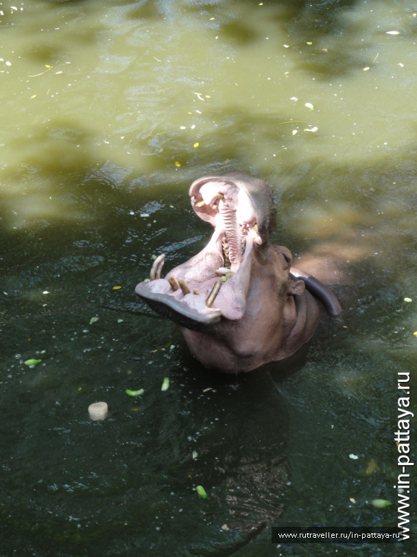 photo 32701