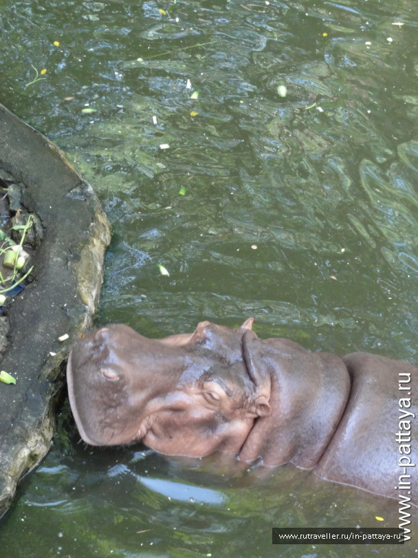 photo 32702