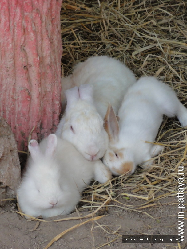 photo 32709