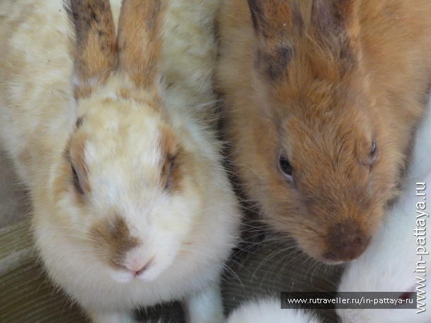 photo 32711