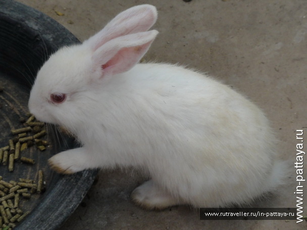 photo 32712