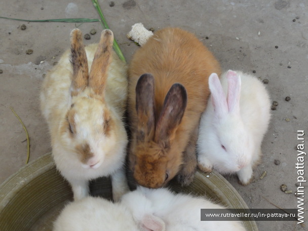 photo 32713