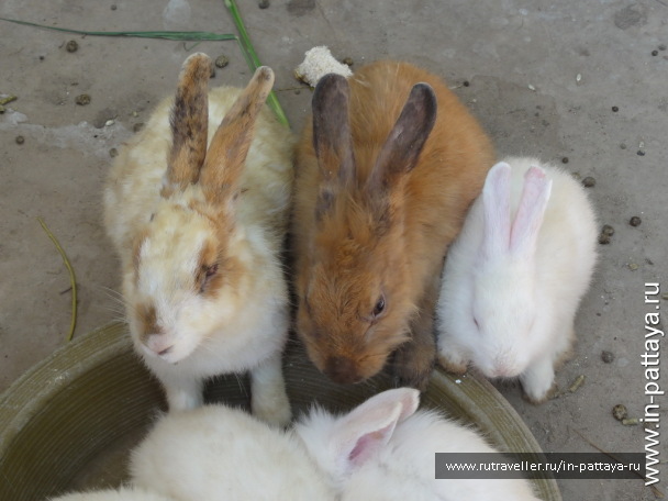 photo 32714