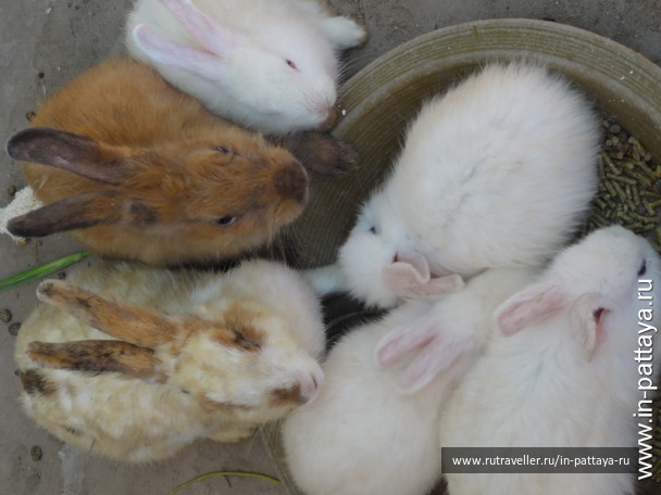 photo 32715