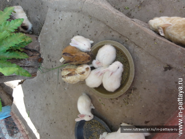 photo 32716