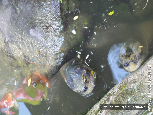 photo 32717