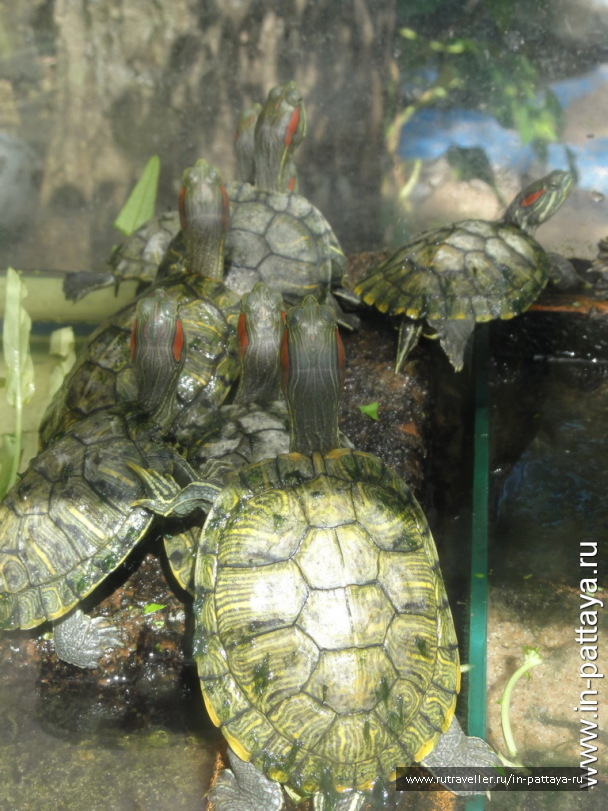 photo 32718