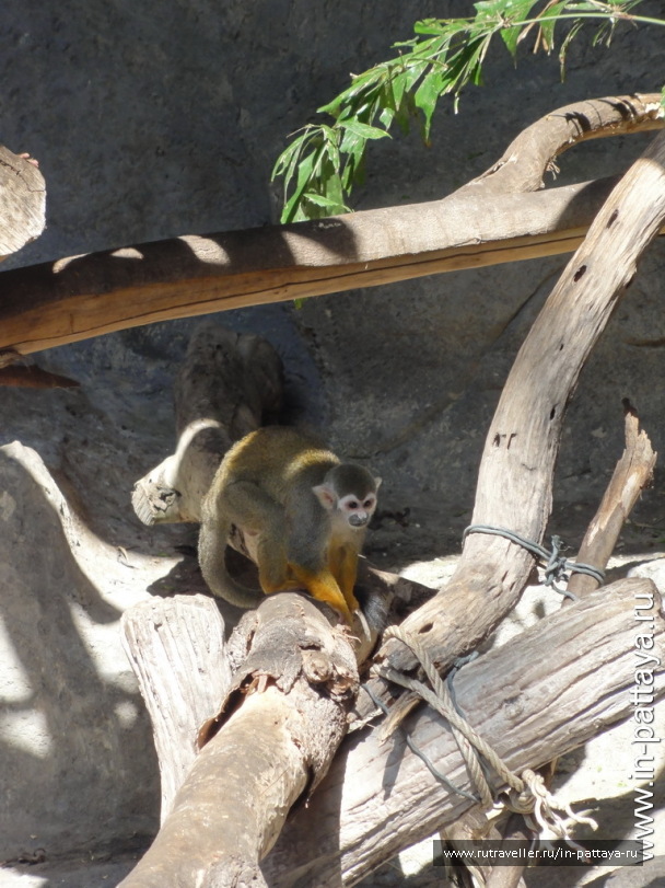 photo 32729