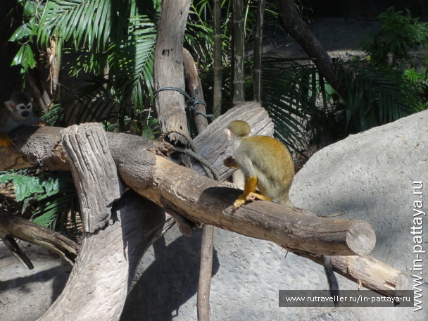 photo 32731