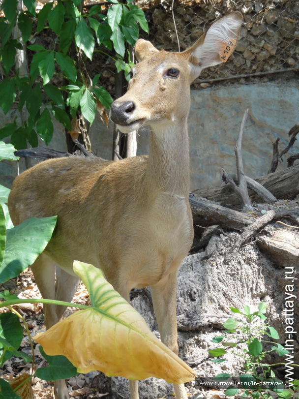 photo 32740