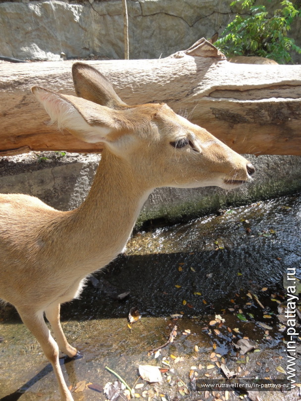 photo 32741
