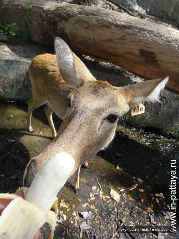 photo 32743