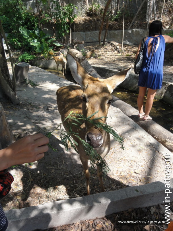 photo 32744