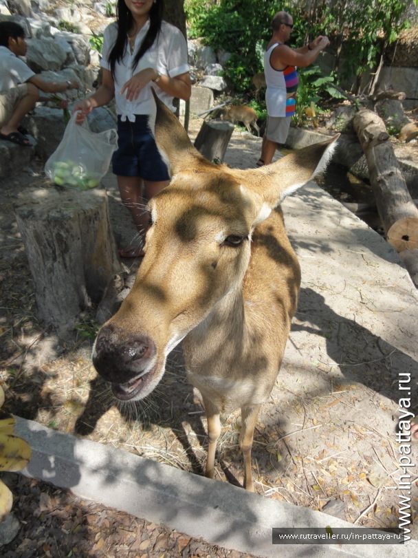 photo 32748