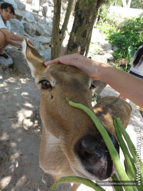 photo 32749