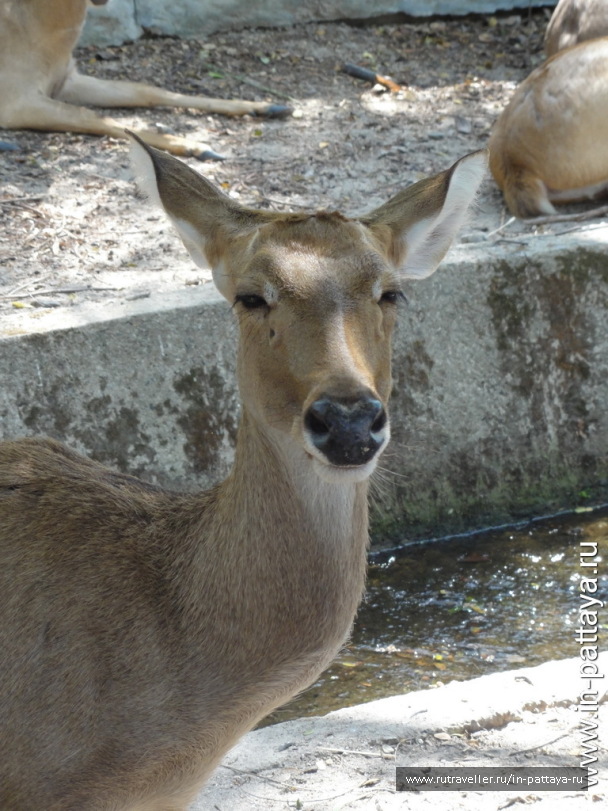 photo 32751