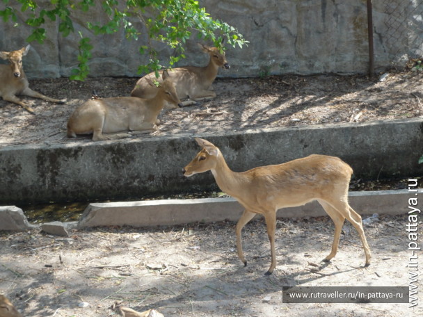 photo 32755