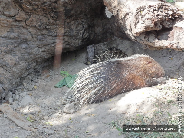 photo 32765