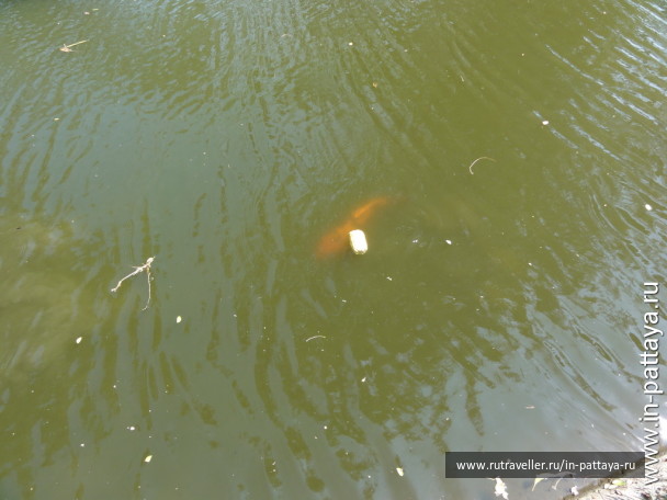 photo 32769