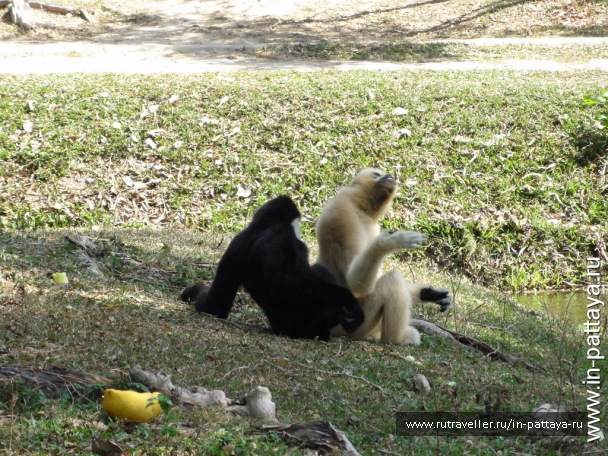 photo 32776