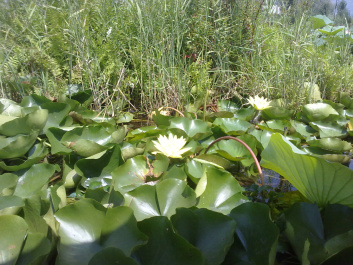 photo 503009