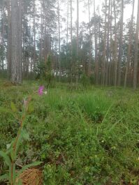 photo 2106414