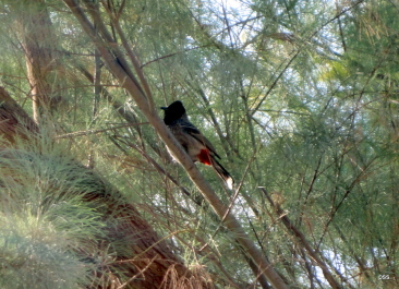 photo 286974