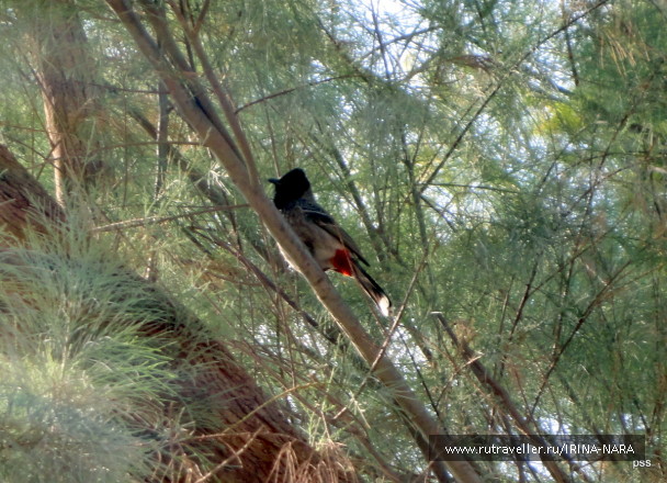 photo 286974