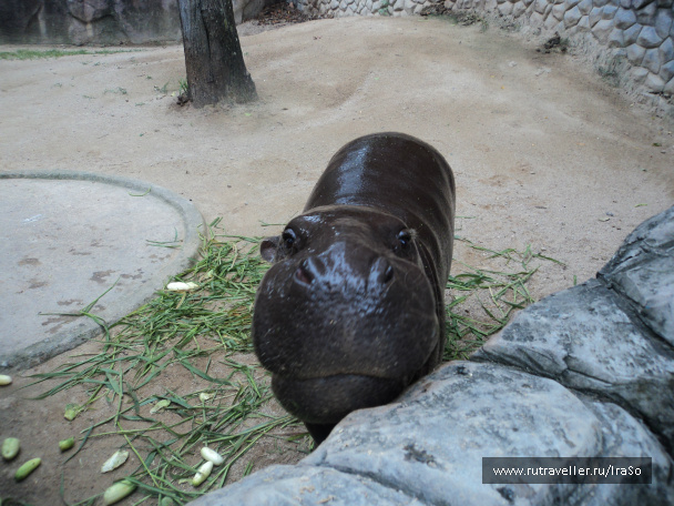 photo 383537