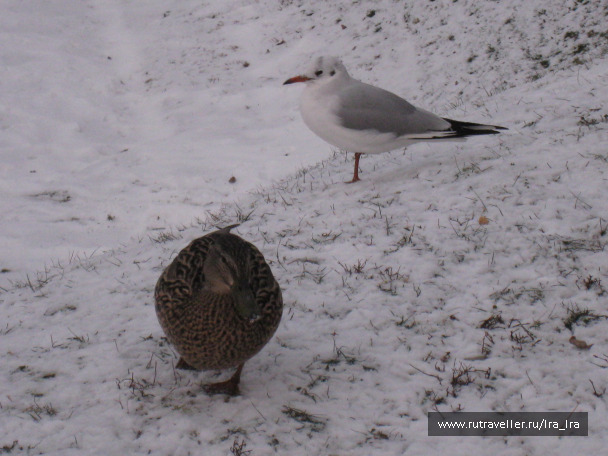 photo 23756