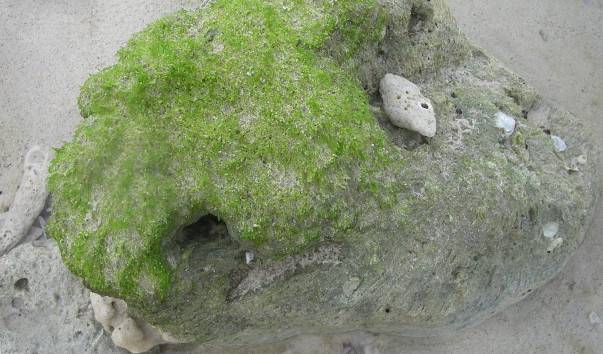 IMGP0416