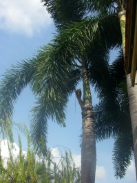 photo 1493810