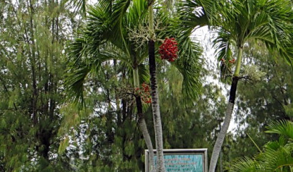 DSC00880