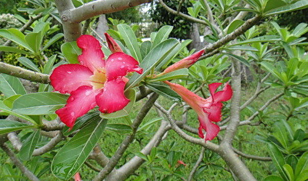 DSC00883
