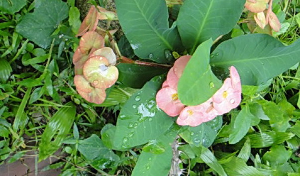 DSC00906