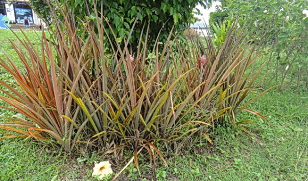 DSC00896